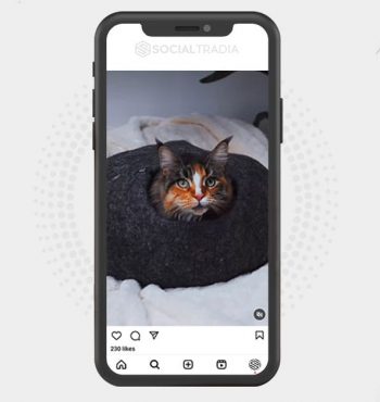 buy Instagram account CatsArmy (41.6 k Followers)