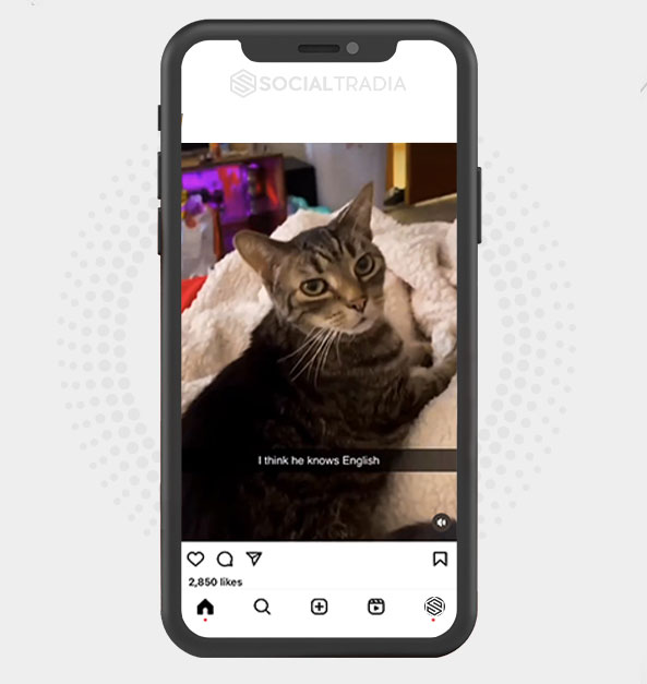 buy Instagram account PetShops ( 135 k Followers)
