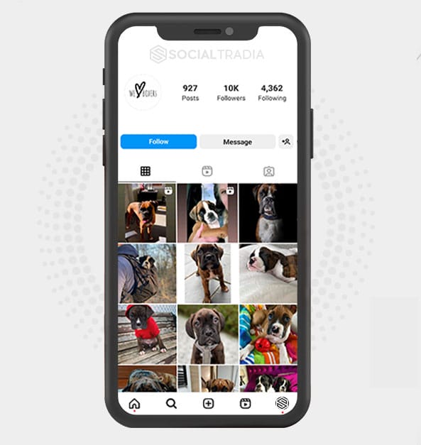 buy Instagram account Boxers Pets (10 k Followers) buy Instagram account Boxers Pets (10 k Followers)