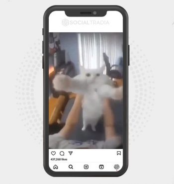 buy Instagram account Pets Tour (22.7 k Followers)