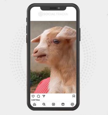 buy Instagram account Goat Content (27.2 k Followers)