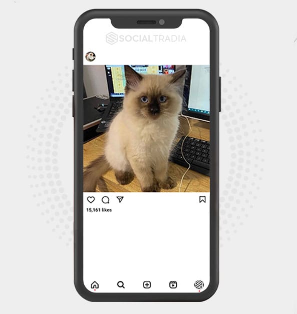 buy Instagram account Cats Happy (18.1 k Followers)