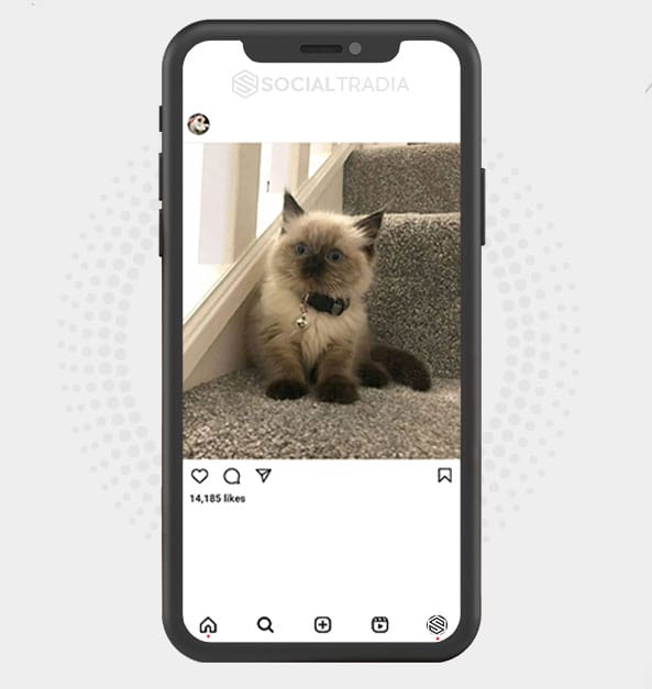 buy Instagram account Cats Happy (18.1 k Followers)
