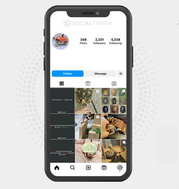 buy Instagram account Turtles Beauty (2.2 k Followers) buy Instagram account Turtles Beauty (2.2 k Followers)
