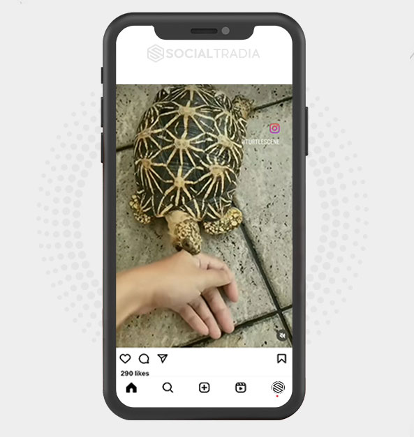 buy Instagram account Turtles Beauty (2.2 k Followers) buy Instagram account Turtles Beauty (2.2 k Followers)
