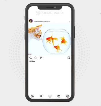 buy Instagram account Cat Gathering (2 k Followers)