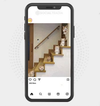 buy Instagram account Kitty Cats (2.6 k Followers)