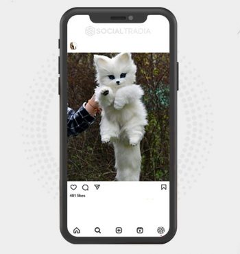 buy Instagram account Kitty Funny (3.7 k Followers)