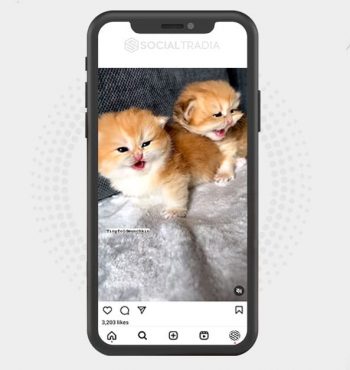 buy Instagram account Cats Tag (23.7 k Followers)