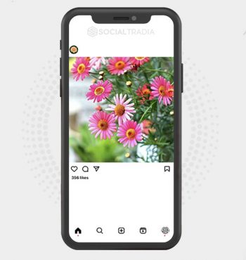 buy Instagram account NatureHall (2.4 k Followers)