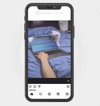 buy Instagram account Pet Pulse (3.1 k Followers)