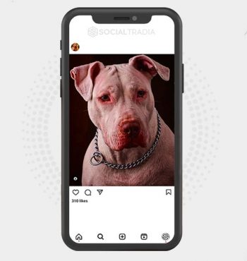 buy Instagram account Pitbull Cube (35.6 k Followers)