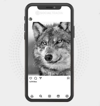 buy Instagram account Wolf Town (99.7 k Followers)