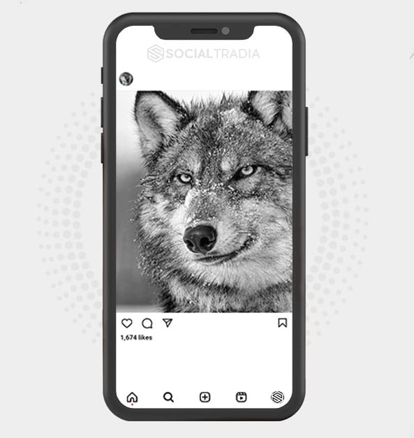 Instagram account Wolf Town (99.7 k Followers)