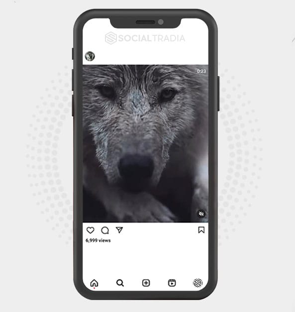 Instagram account Wolf Town (99.7 k Followers)