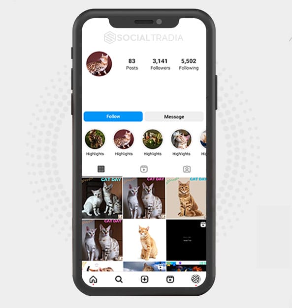 buy Instagram account Cat Pass (3.1 k Followers)