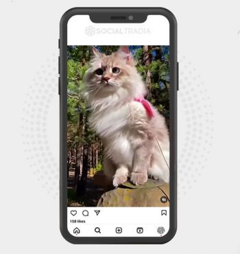 buy Instagram account Cat Pass (3.1 k Followers)
