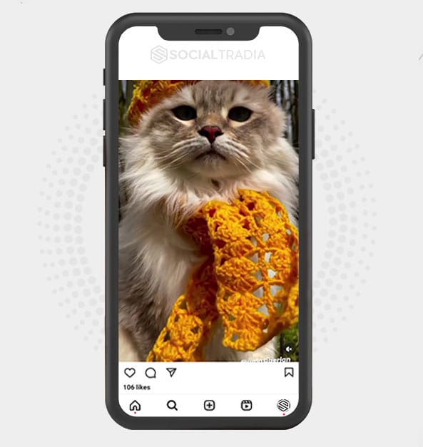 buy Instagram account Cat Pass (3.1 k Followers)