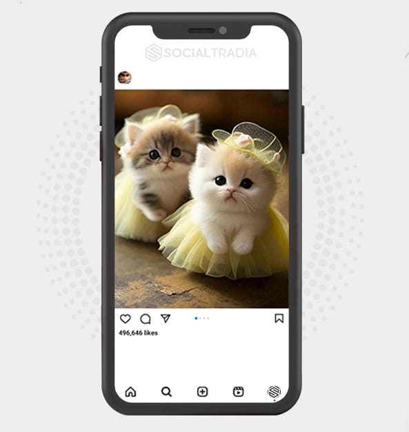 buy Instagram account Super Cats (168 k Followers)