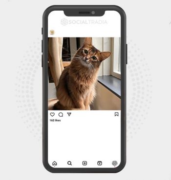 buy Instagram account Kittens Club (2.2 k Followers)