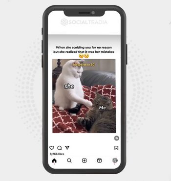 buy Instagram account Kitten Full (35 k Followers)