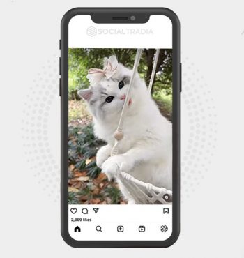 buy Instagram account Cats Here (88.2 k Followers)