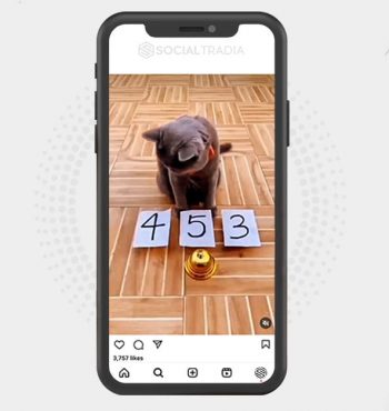buy Instagram account Catty Call (2.5 k Followers)