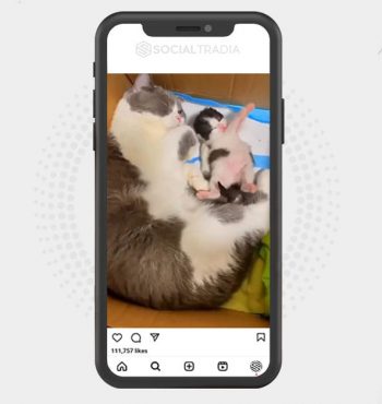 buy Instagram account Cat Band (27.7 k Followers)