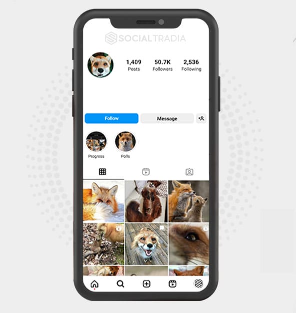 Instagram account Fox Town (50.7 k Followers)