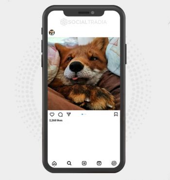 buy Instagram account Fox Town (50.7 k Followers)