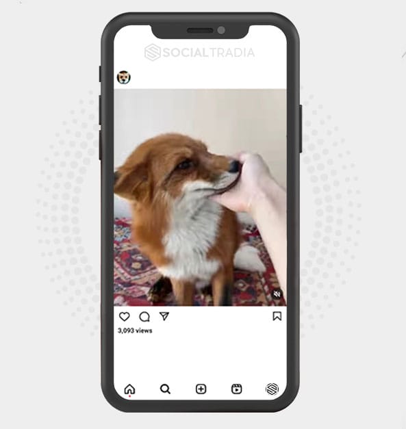 Instagram account Fox Town (50.7 k Followers)