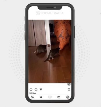buy Instagram account Otter House (50.6 k Followers)