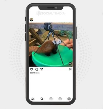 buy Instagram account Redpanda Here (6.1 k Followers)
