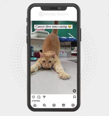 buy Instagram account Small Kitty (22.5 k Followers)