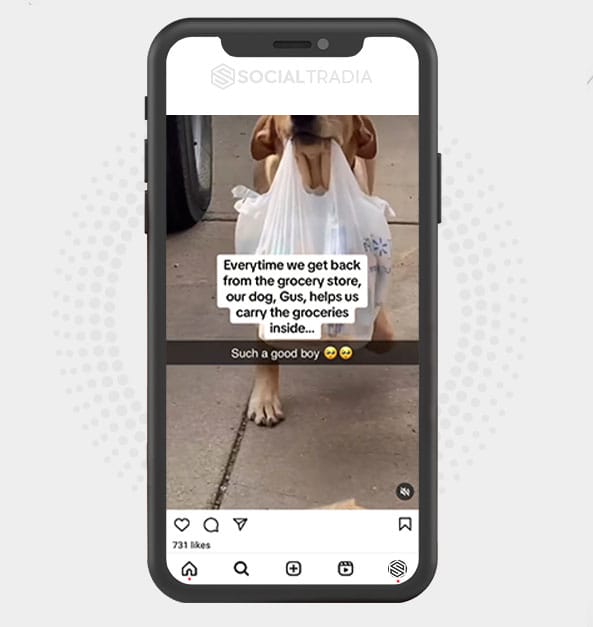 buy Instagram account Animal Viral (75.3 k Followers)