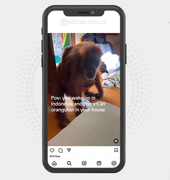 buy Instagram account Animal Viral (75.3 k Followers)