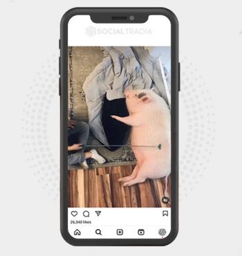 buy Instagram account Pig Posts (31.4 k Followers)