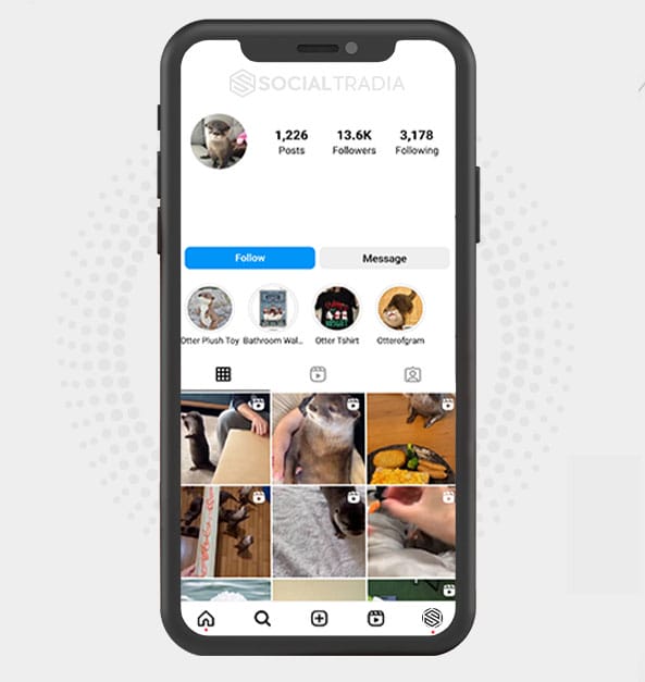 buy Instagram account Otter Land (13.6 k Followers)