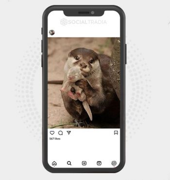 buy Instagram account Otter Land (13.6 k Followers)