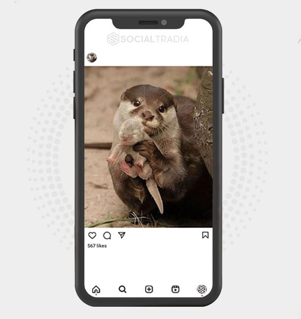 buy Instagram account Otter Land (13.6 k Followers)