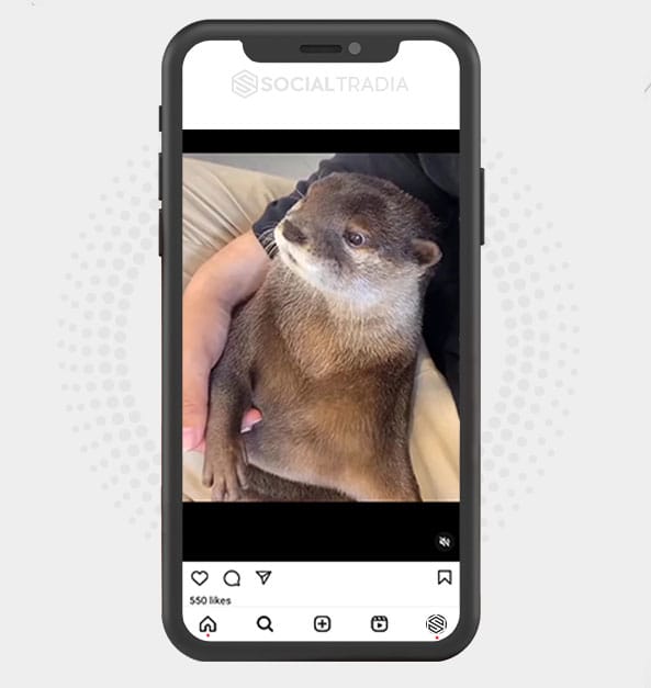 buy Instagram account Otter Land (13.6 k Followers)