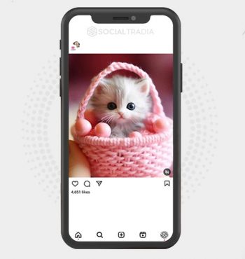 buy Instagram account Pet Cute (5.8 k Followers)