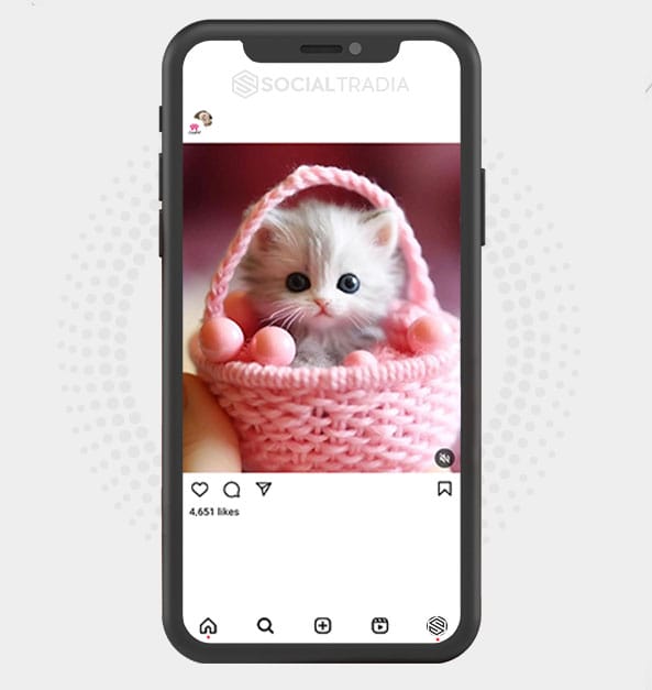 buy Instagram account Pet Cute (5.8 k Followers) buy Instagram account Pet Cute (5.8 k Followers)
