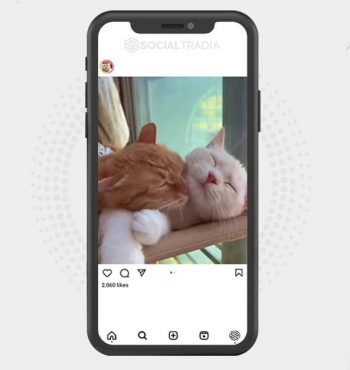 buy Instagram account Cat Frame (15.6 k Followers)