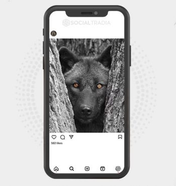 buy Instagram account Wolf Post (11.5 k Followers)