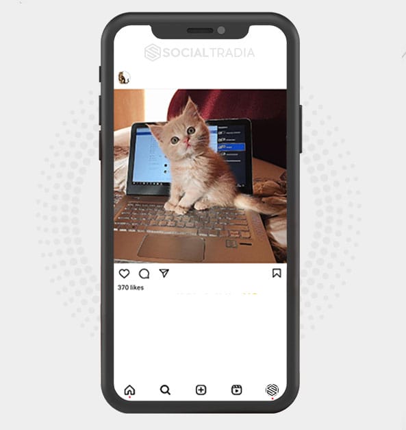 buy Instagram account Kitty Cutie (3.7 k Followers)