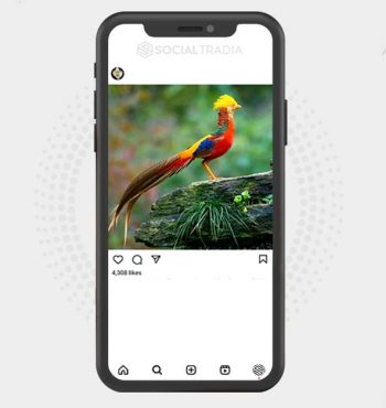 buy Instagram account Bird Collection (30.2 k Followers)