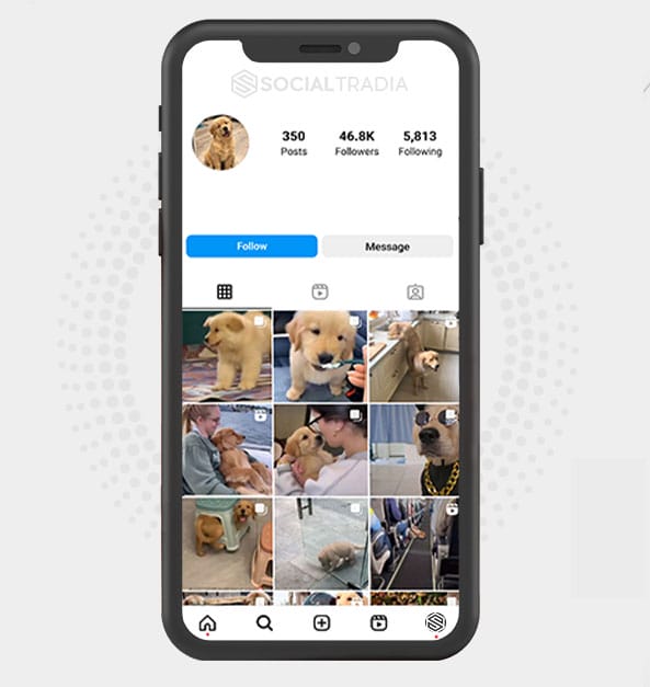buy Instagram account Retrievers Spot (46.7 k Followers)