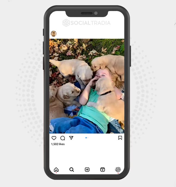 buy Instagram account Retrievers Spot (46.7 k Followers)
