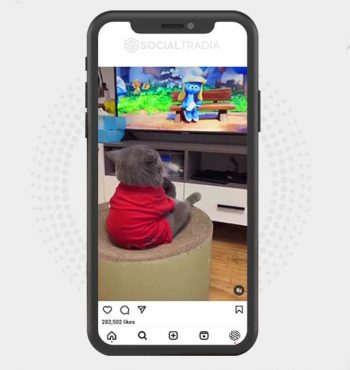 buy Instagram account Cats Show (127 k Followers)
